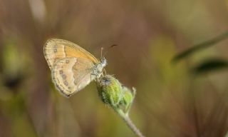 ran Zpzp Perisi (Coenonympha saadi)