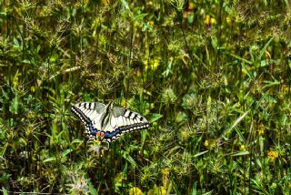 Krlangkuyruk (Papilio machaon)