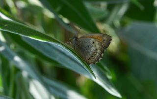 Kaya Esmeri (Kirinia clymene)