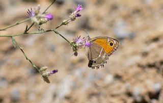 Ar Esmerperisi (Hyponephele wagneri)