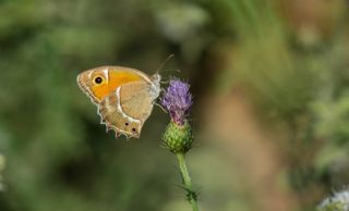 Ar Esmerperisi (Hyponephele wagneri)