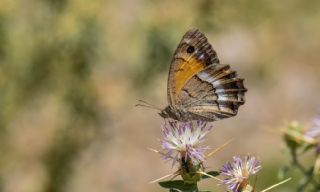 Anadolu Pirireisi (Satyrus favonius)