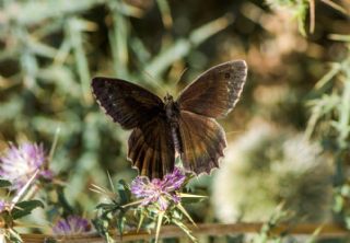 Anadolu Pirireisi (Satyrus favonius)