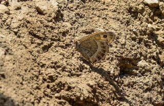 ran Pirireisi (Satyrus iranicus)