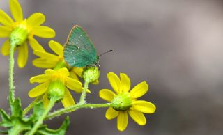 Ign Zmrt, Minikzmrt (Callophrys mystaphia)