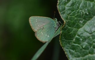 Ign Zmrt, Minikzmrt (Callophrys mystaphia)