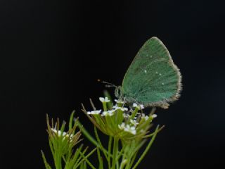Ign Zmrt, Minikzmrt (Callophrys mystaphia)