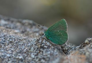 Ign Zmrt, Minikzmrt (Callophrys mystaphia)