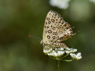 Uygur eytanc (Cigaritis uighurica)