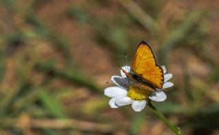 Alev Ategzeli (Lycaena kefersteinii)