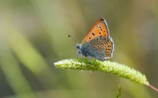 Kermanah (Lycaena kurdistanica)