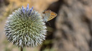 Kermanah (Lycaena kurdistanica)