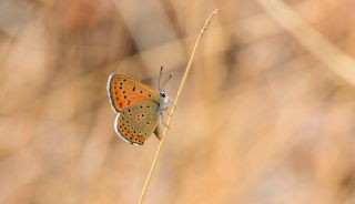 Kermanah (Lycaena kurdistanica)