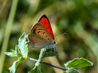 Da Atei (Lycaena thetis)
