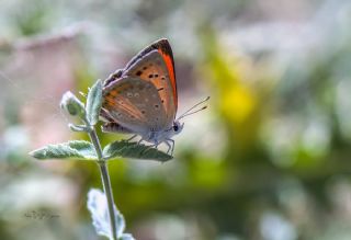 Da Atei (Lycaena thetis)