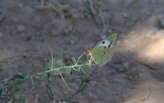 ? Azametler (Tanmsz) (Colias sp. )