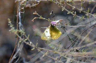 Gzel Azamet (Colias alfacariensis)