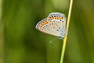 Doulu Esmergz (Plebejus carmon)