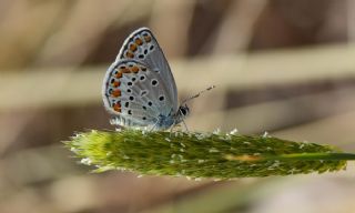 Doulu Esmergz (Plebejus carmon)