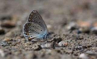 Trkmenistan Esmergz (Plebejus zephyrinus)