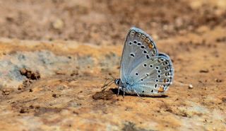 Trkmenistan Esmergz (Plebejus zephyrinus)