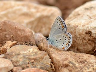 Trkmenistan Esmergz (Plebejus zephyrinus)