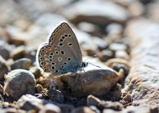 Trkmenistan Esmergz (Plebejus zephyrinus)