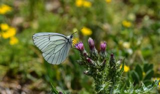 Al Beyaz (Aporia crataegi)