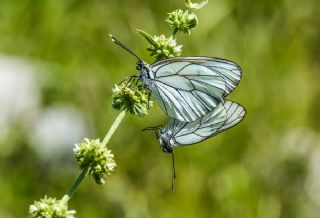 Al Beyaz (Aporia crataegi)