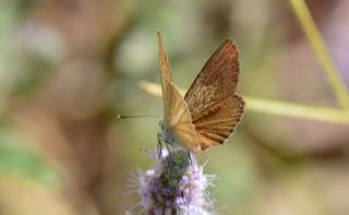 okgzl Lbnan Esmeri (Polyommatus alcestis)