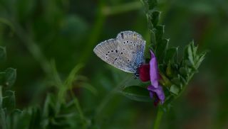 okgzl Gzel Mavi (Polyommatus bellis)