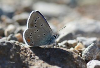 okgzl Gzel Mavi (Polyommatus bellis)