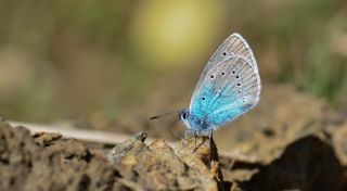 okgzl Rus Mavisi (Polyommatus coelestina)