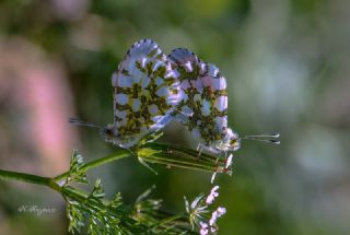 Turuncu Ssl (Anthocharis cardamines)