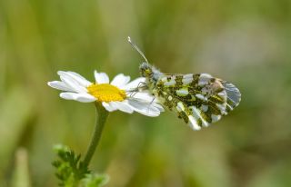 Turuncu Ssl (Anthocharis cardamines)