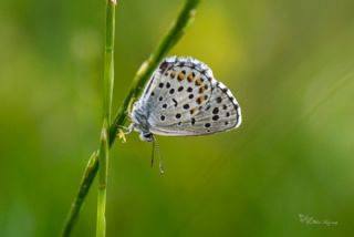 Bavius Mavisi (Pseudophilotes bavius)