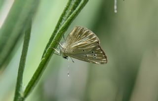 Danenko okgzls (Polyommatus dantchenkoi)