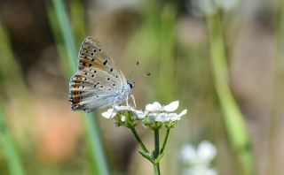 Byk Mor Bakr Gzeli (Lycaena alciphron)