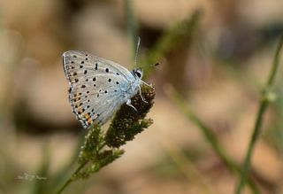 Byk Mor Bakr Gzeli (Lycaena alciphron)