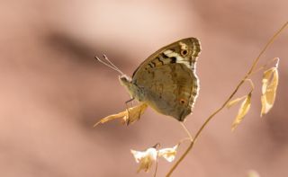 Dicle Gzeli (Junonia orithya)