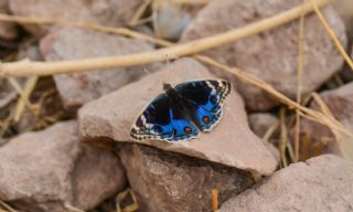 Dicle Gzeli (Junonia orithya)