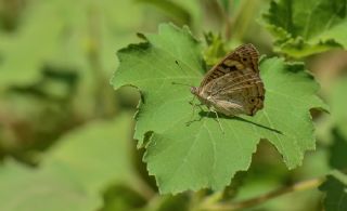 Dicle Gzeli (Junonia orithya)