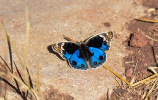 Dicle Gzeli (Junonia orithya)