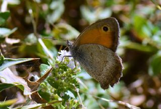 Yalanc Esmerperi (Hyponephele lycaonoides)