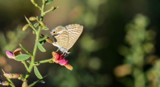 Lampides&nbsp;(Lampides&nbsp;boeticus)