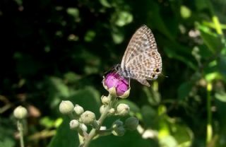 Mavi Zebra (Leptotes pirithous)