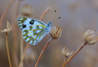 Siirt l Beneklibeyaz (Pontia glauconome)