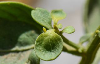 Siirt l Beneklibeyaz (Pontia glauconome)