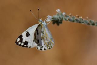 Siirt l Beneklibeyaz (Pontia glauconome)