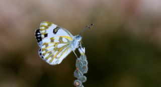 Siirt l Beneklibeyaz (Pontia glauconome)